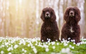 All About the Irish Water Spaniel: Breed Overview, Care, and Personality