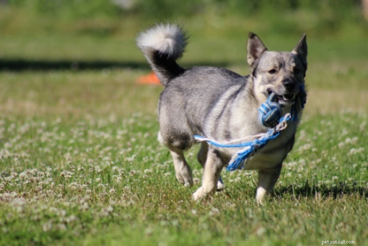 Swedish Vallhund: Breed Profile, Origin, and Care Guide
