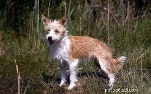 Portuguese Podengo Pequeno: Complete Breed Profile & Care Guide