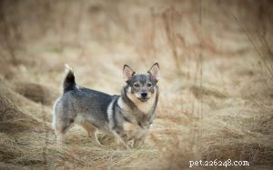 Swedish Vallhund: Breed Profile, Origin, and Care Guide