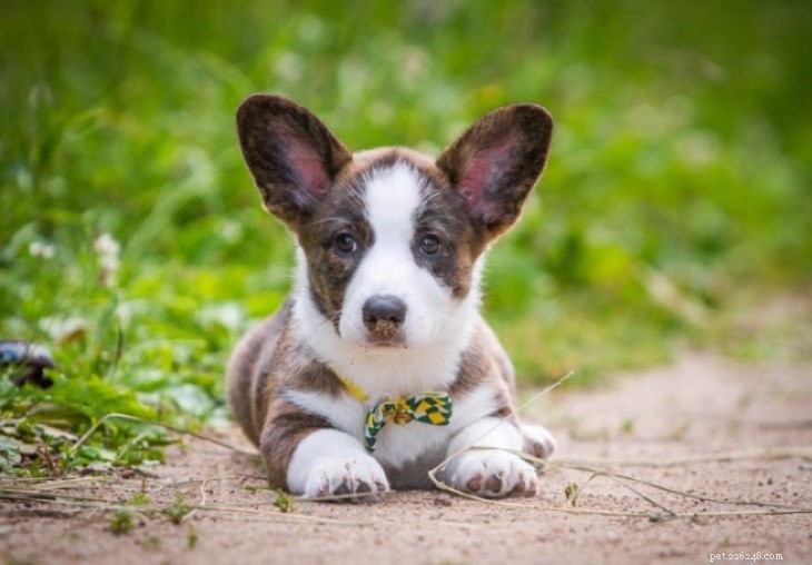 Swedish Vallhund: Breed Profile, Origin, and Care Guide