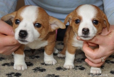 Portuguese Podengo Pequeno: Complete Breed Profile & Care Guide