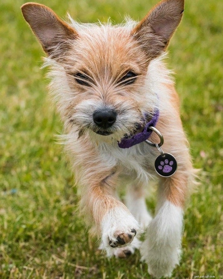 Portuguese Podengo Pequeno: Complete Breed Profile & Care Guide