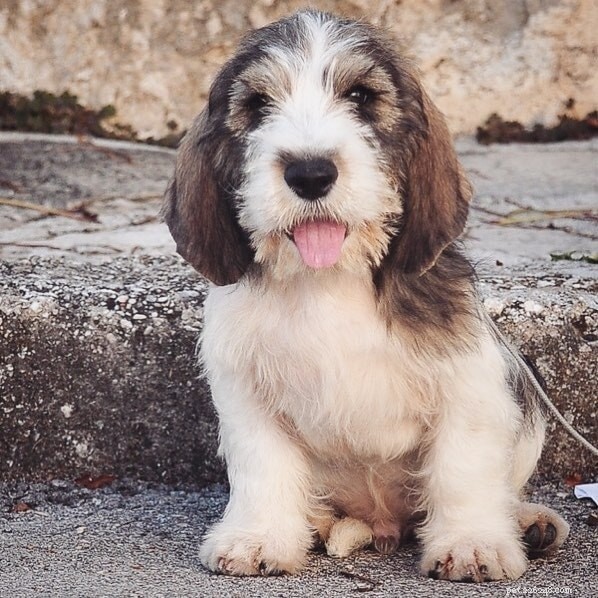 Portuguese Podengo Pequeno: Complete Breed Profile & Care Guide