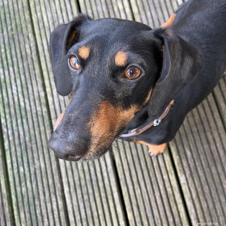 Portuguese Podengo Pequeno: Complete Breed Profile & Care Guide