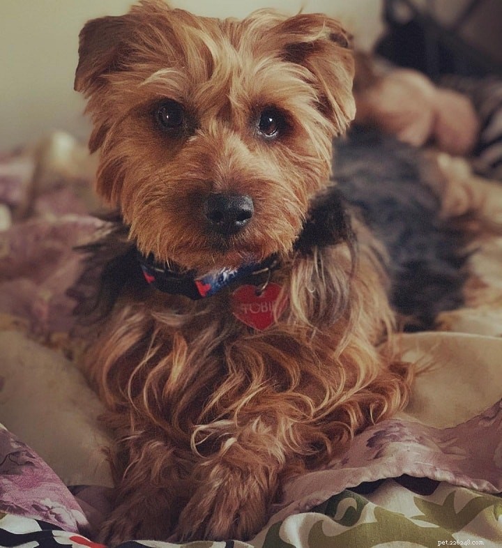 Portuguese Podengo Pequeno: Complete Breed Profile & Care Guide
