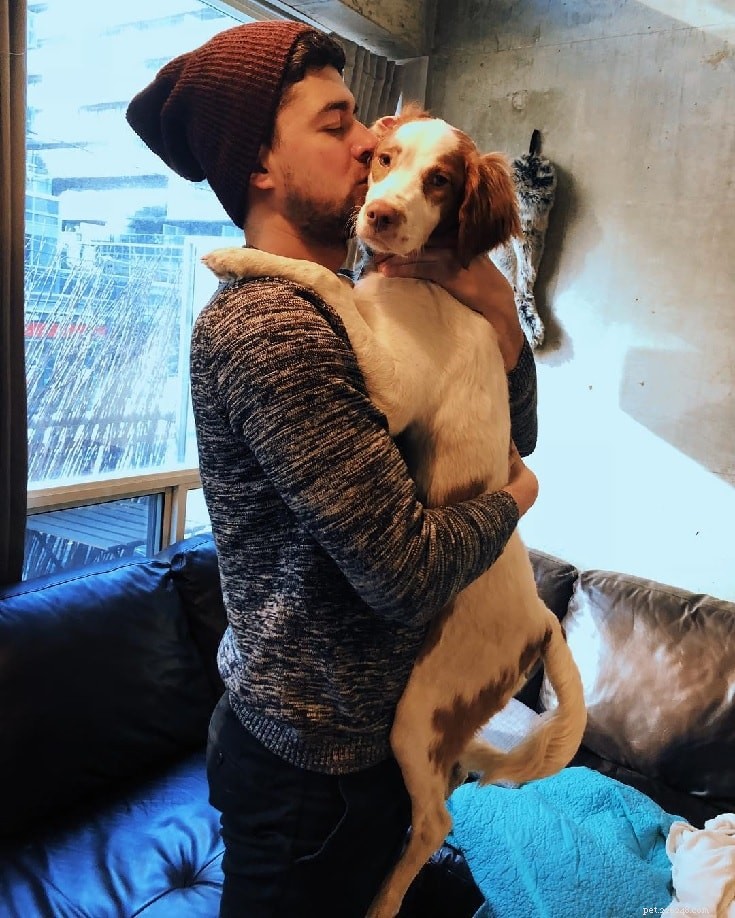 Brittany Spaniel: Comprehensive Breed Profile & Care Guide