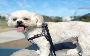 Peekapoo Dog Breed: Traits, History, and Care Guide