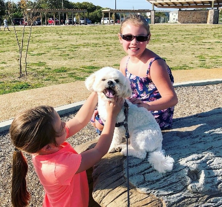 Peekapoo Dog Breed: Traits, History, and Care Guide