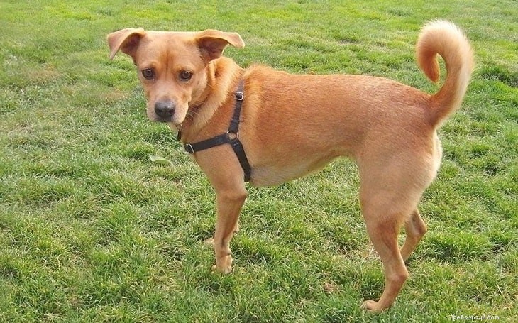 Basenji Mix Breeds: Types and Behavioral Traits