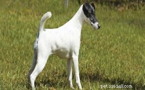 Smooth Fox Terrier: Key Facts & Characteristics
