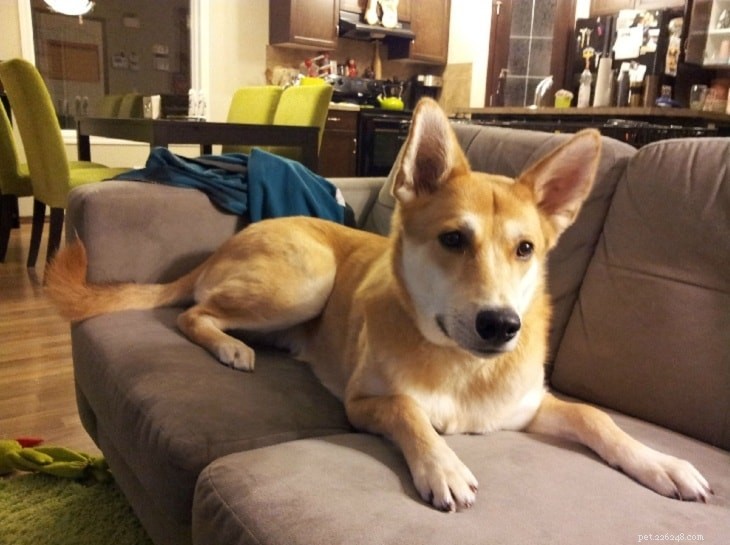 Basenji Mix Breeds: Types and Behavioral Traits