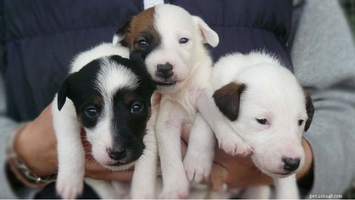 Smooth Fox Terrier: Key Facts & Characteristics