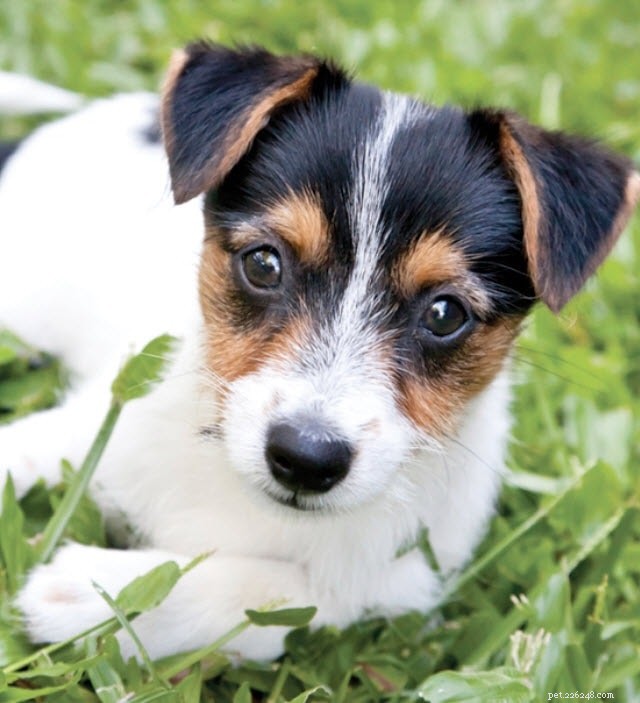 Smooth Fox Terrier: Key Facts & Characteristics