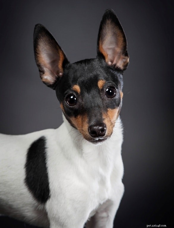 Smooth Fox Terrier: Key Facts & Characteristics
