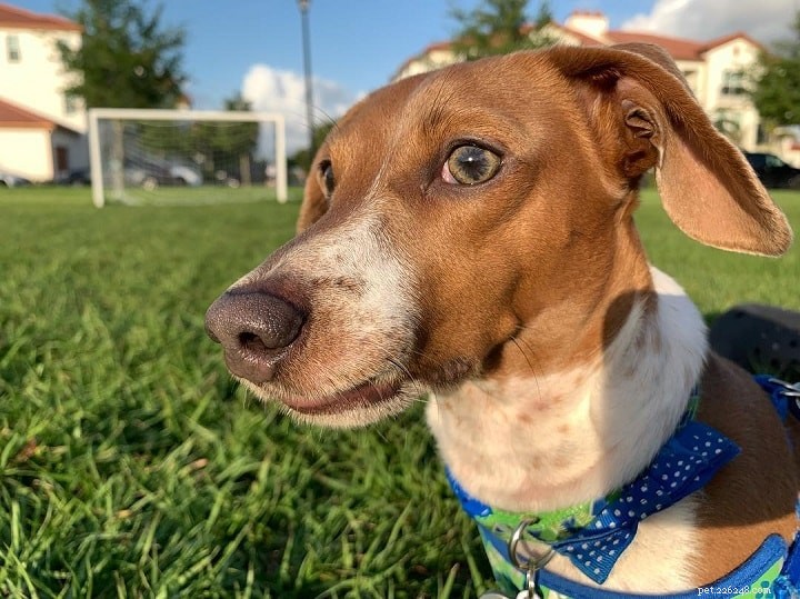 Smooth Fox Terrier: Key Facts & Characteristics