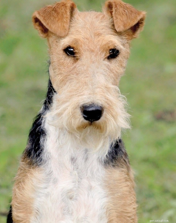 Smooth Fox Terrier: Key Facts & Characteristics