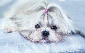 Explore Our Complete Collection of Shih Tzu Mix Breeds