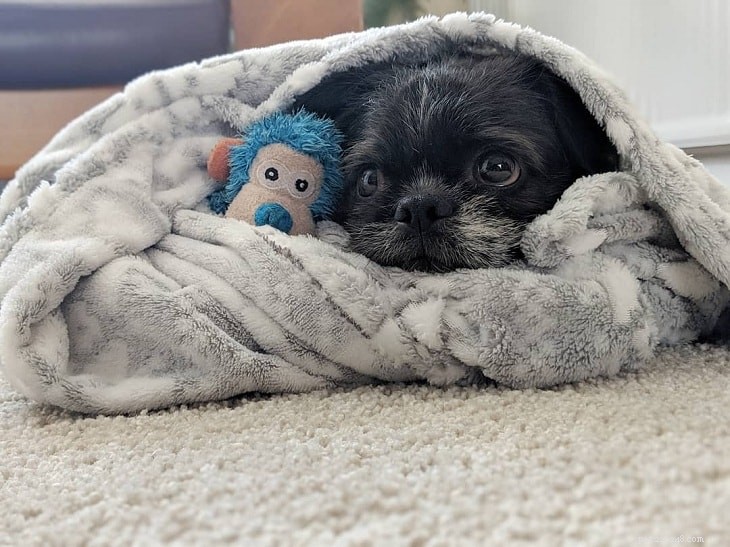 Explore Our Complete Collection of Shih Tzu Mix Breeds