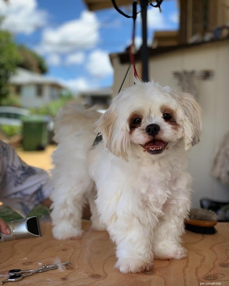 Explore Our Complete Collection of Shih Tzu Mix Breeds