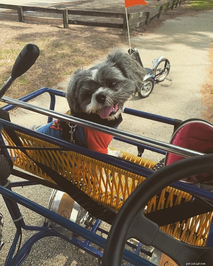 Explore Our Complete Collection of Shih Tzu Mix Breeds