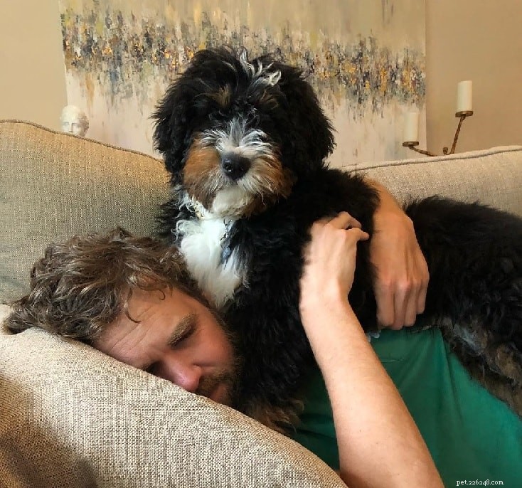 Bernedoodle Breed Guide: Smart, Loyal, Family-Friendly Companion