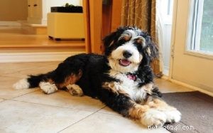 Bernedoodle Breed Guide: Smart, Loyal, Family-Friendly Companion