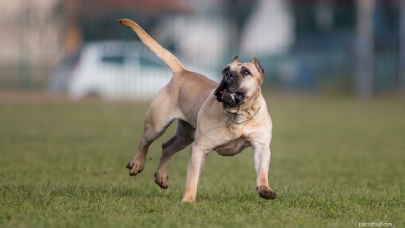 Canarian Presa Dog: Origin, Traits, and Care Guide