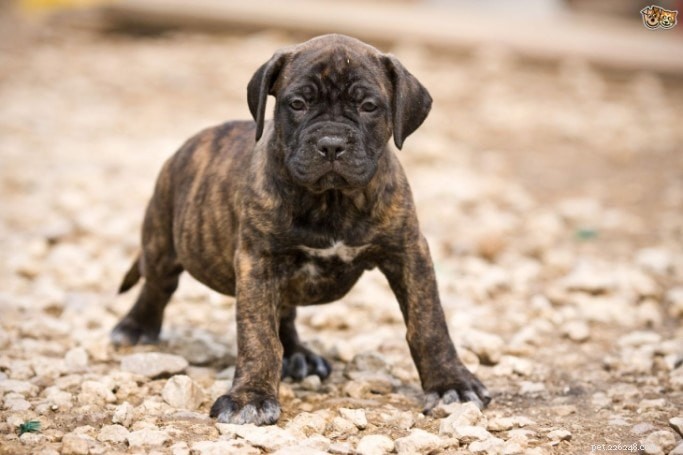 Canarian Presa Dog: Origin, Traits, and Care Guide
