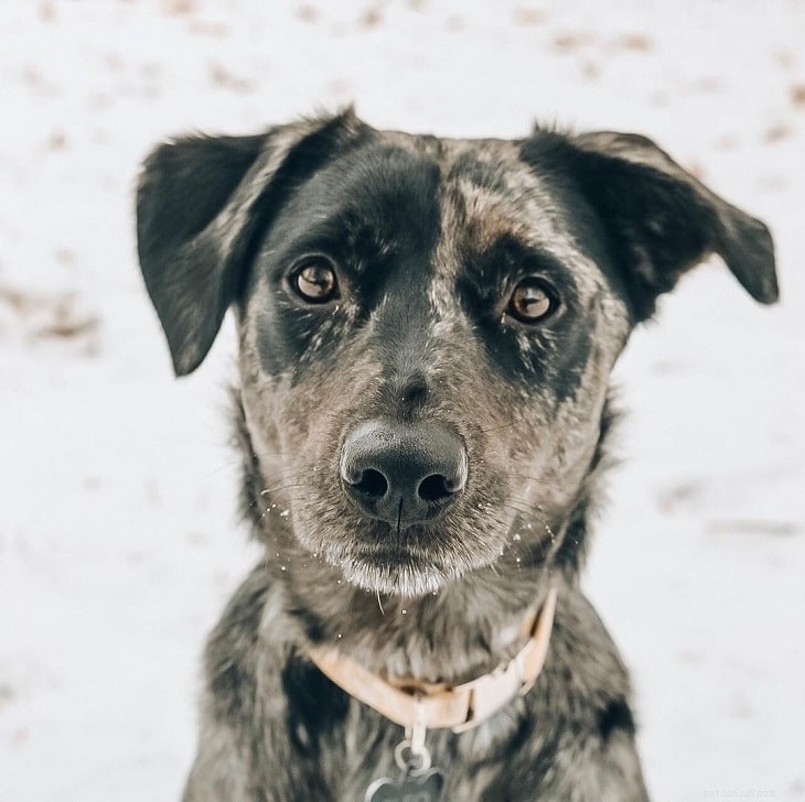 Labahoula: The Unique Blend of Catahoula Leopard Dog & Labrador Retriever