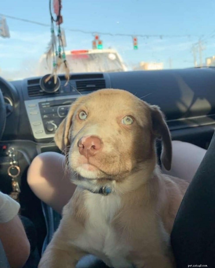 Labahoula: The Unique Blend of Catahoula Leopard Dog & Labrador Retriever