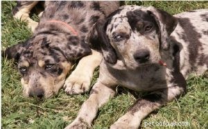 Labahoula: The Unique Blend of Catahoula Leopard Dog & Labrador Retriever