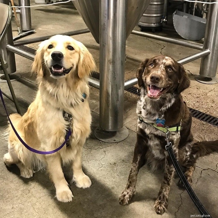 Labahoula: The Unique Blend of Catahoula Leopard Dog & Labrador Retriever