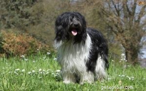 Schapendoes Dog Breed Profile – Dutch Herding Dog, Size, Life Span & Care