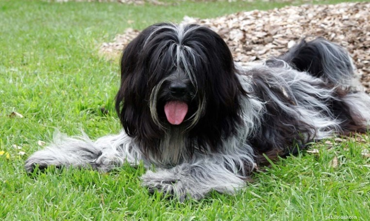 Schapendoes Dog Breed Profile – Dutch Herding Dog, Size, Life Span & Care