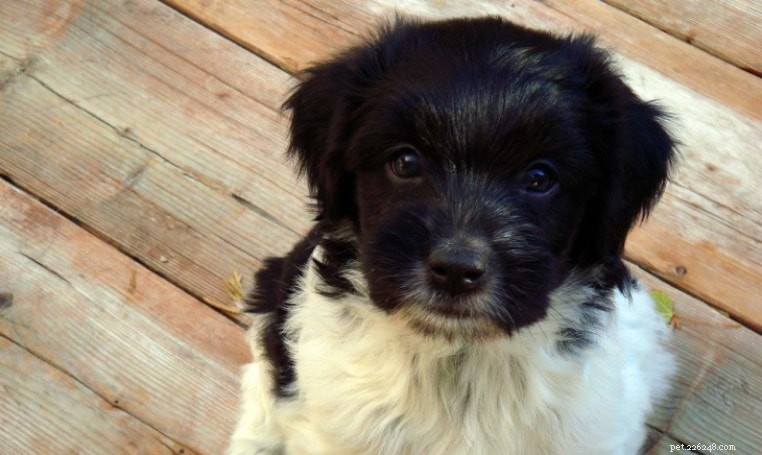Schapendoes Dog Breed Profile – Dutch Herding Dog, Size, Life Span & Care