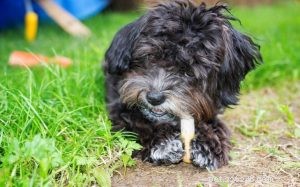 Russian Bolonka: The Petite, Curly‑Furred Lapdog