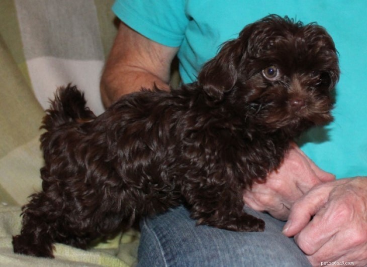 Russian Bolonka: The Petite, Curly‑Furred Lapdog