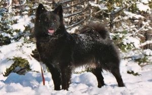 Swedish Lapphund: The Versatile Scandinavian Spitz Dog