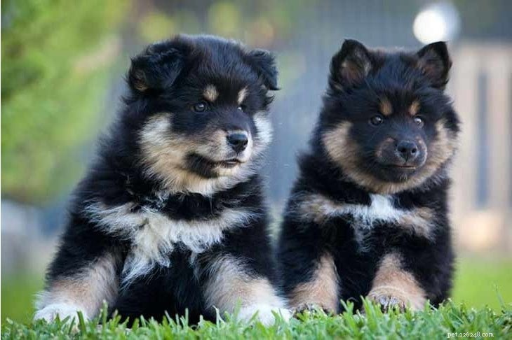 Swedish Lapphund: The Versatile Scandinavian Spitz Dog