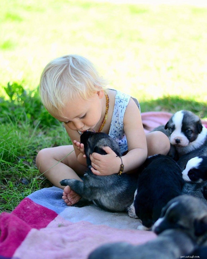 Rafeiro do Alentejo: Portugal s Powerful Guardian Dog Breed
