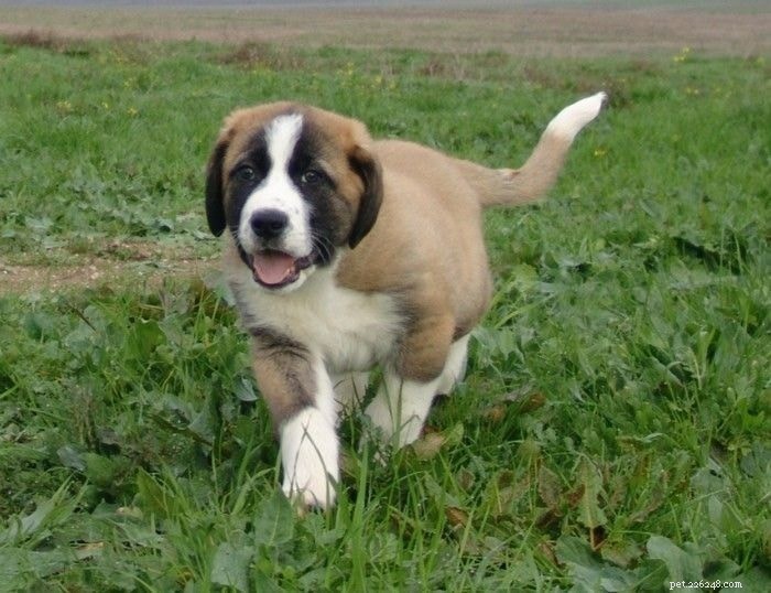 Rafeiro do Alentejo: Portugal s Powerful Guardian Dog Breed