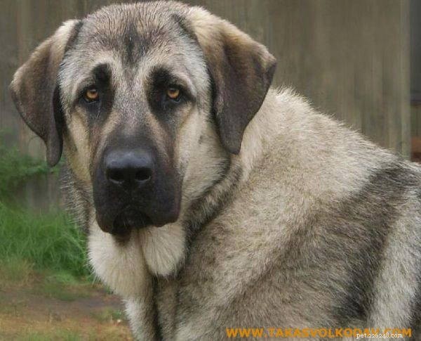 Rafeiro do Alentejo: Portugal s Powerful Guardian Dog Breed