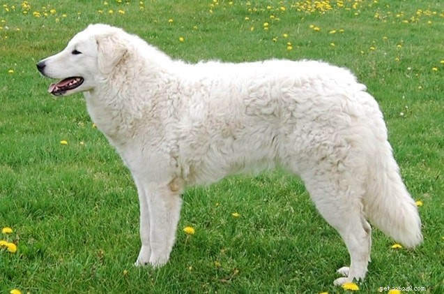 Rafeiro do Alentejo: Portugal s Powerful Guardian Dog Breed