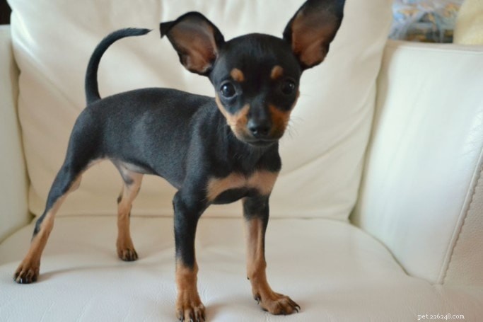 Discover the Russian Toy Terrier: A Comprehensive Guide to Origins, Traits & Care