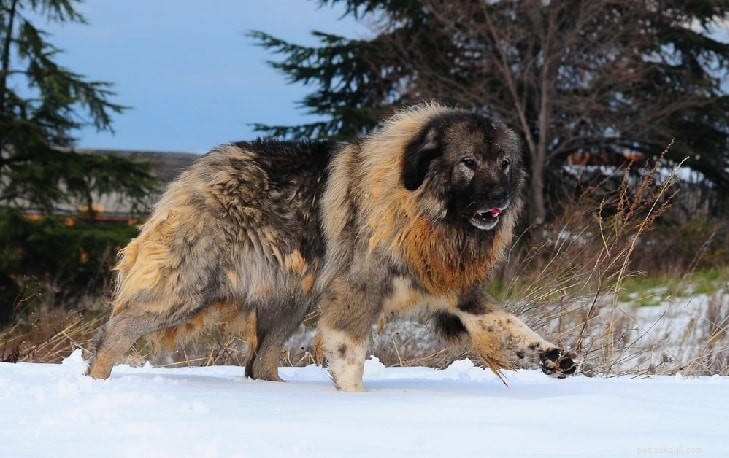 Rafeiro do Alentejo: Portugal s Powerful Guardian Dog Breed