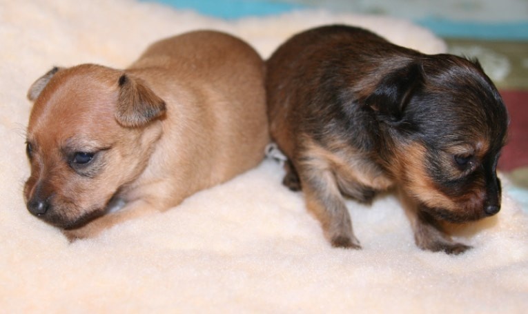 Discover the Russian Toy Terrier: A Comprehensive Guide to Origins, Traits & Care
