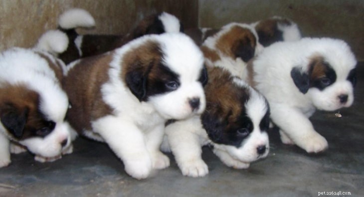 Saint Bernard Dog: Complete Breed Guide – Origin, Traits, Care