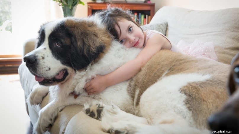 Saint Bernard Dog: Complete Breed Guide – Origin, Traits, Care
