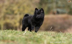 Schipperke Dog: Comprehensive Breed Profile and Care Guide